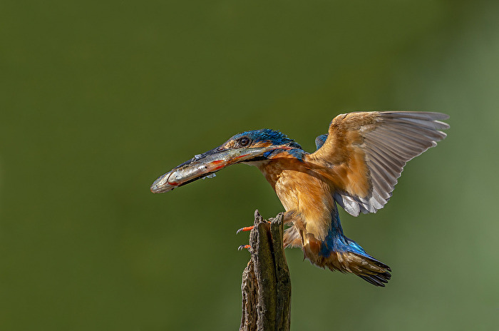 Landeanflug