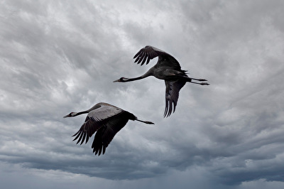 Kraniche im Überflug auf dem Weg zu den Schlafplätzen