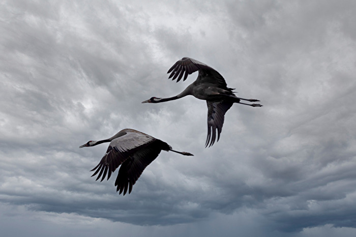 Kraniche im Überflug auf dem Weg zu den Schlafplätzen