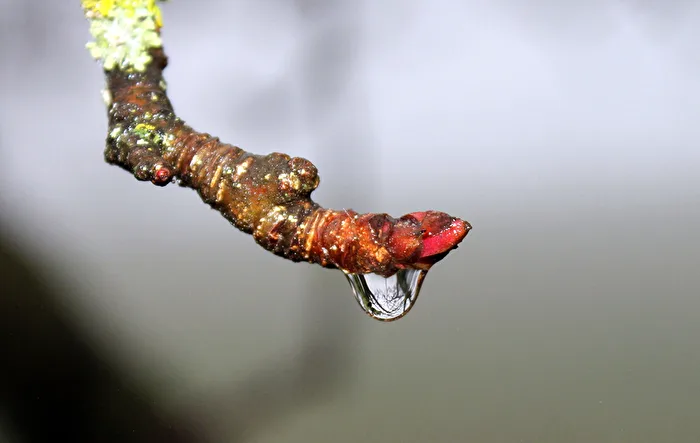 Raindrops!