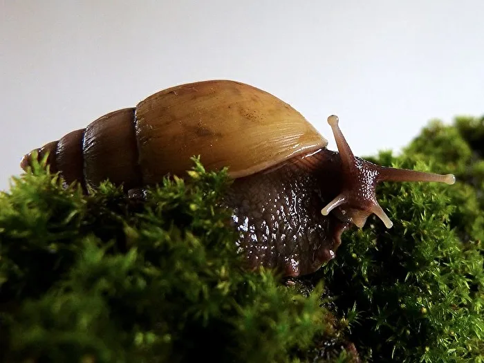 Achatina fulica rodatzi