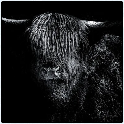 Scottish Highland
