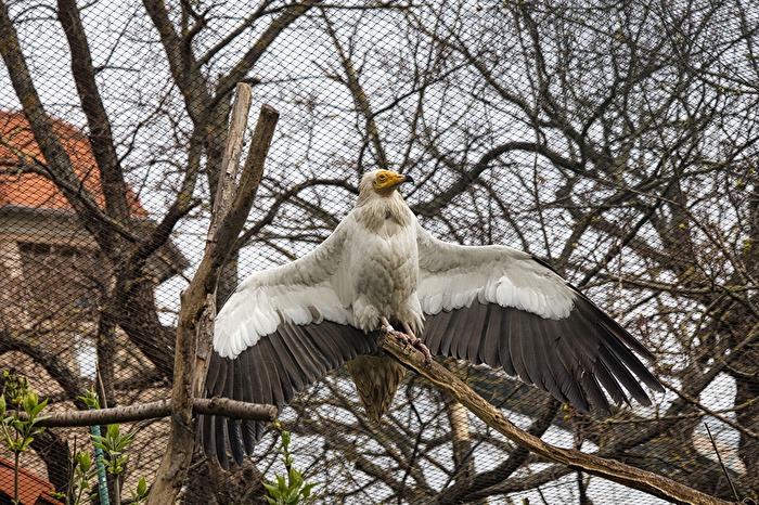 Ich habe meine Flügel ausgebreitet