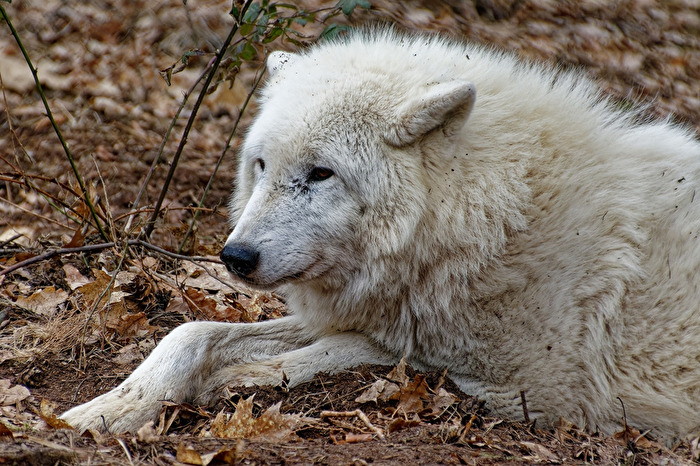 Polarwolf