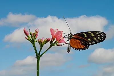 Heliconius hecale