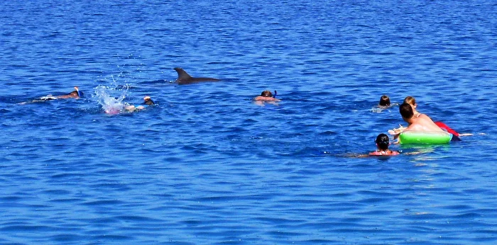 We are swimming with the dolphin in the Red Sea...