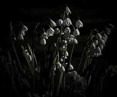 .... im Gegenlicht