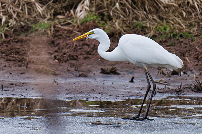 Silberreiher mit Beute