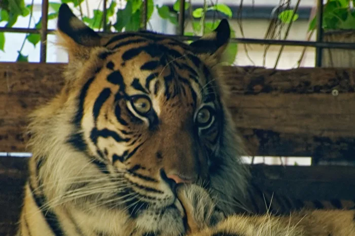 Tiger