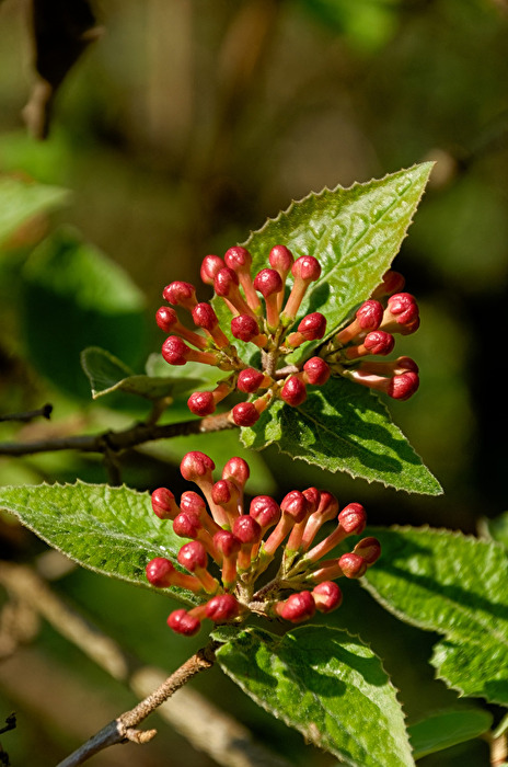 Blüten