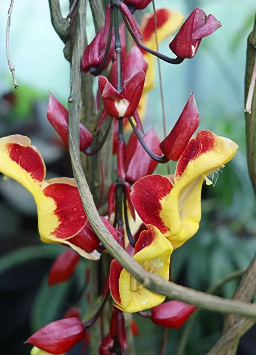 Fiore esotico