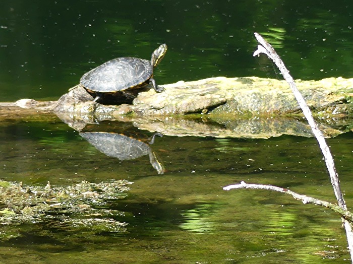 Spiegelbild