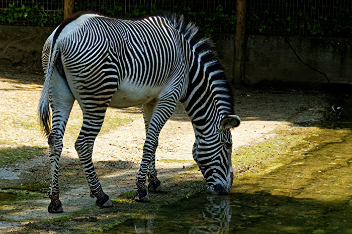 Zebra