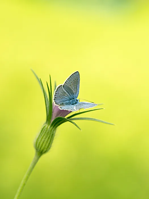 Common Blue (Polyommatus icarus)