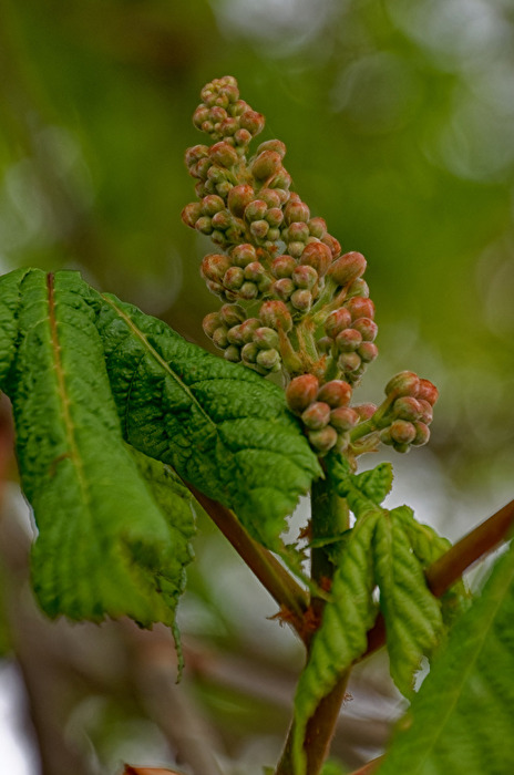Kastanienblüte