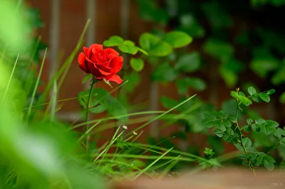 Einsame Rose