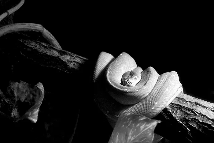 Tree python...
