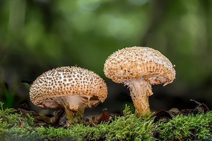 Pointed-scaled Spiny Parasol (Lepiota aspera)