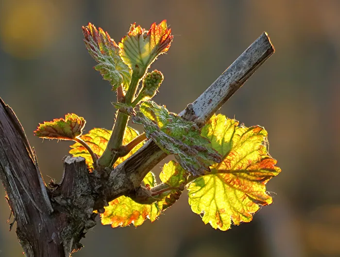Frühling