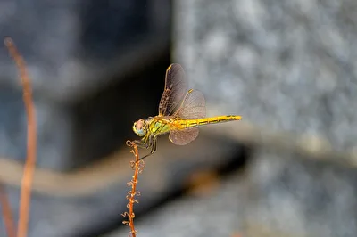 Heidelibelle