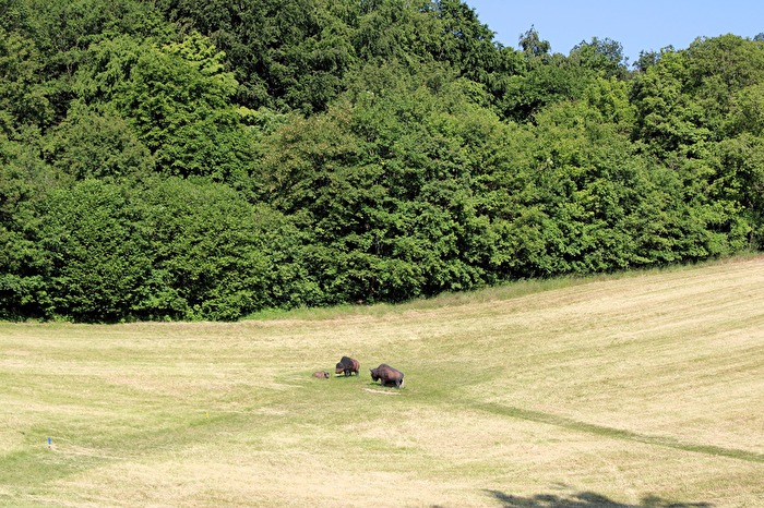 Bisons mit Jungtier