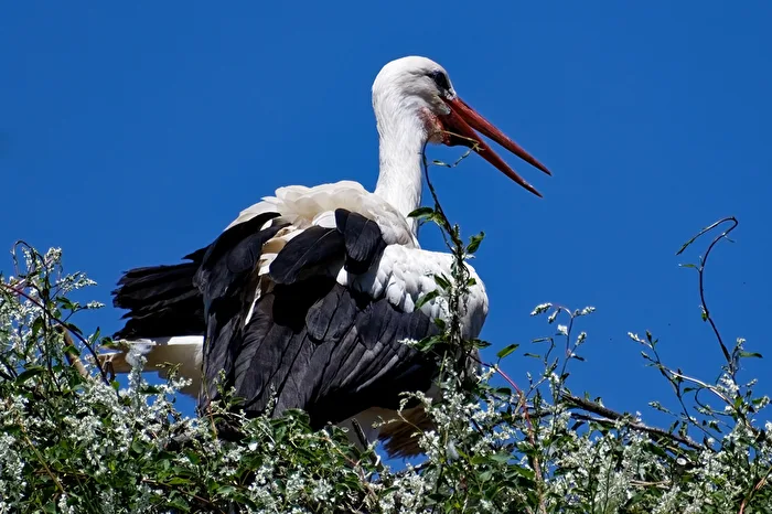 Stork