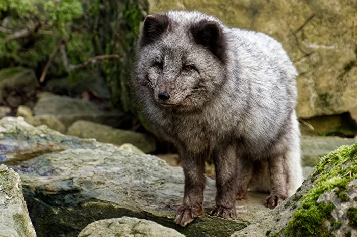 Arctic Fox
