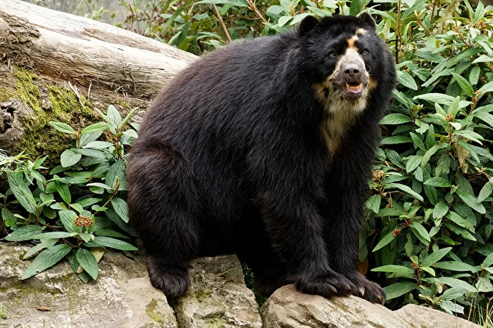 Spectacled Bear