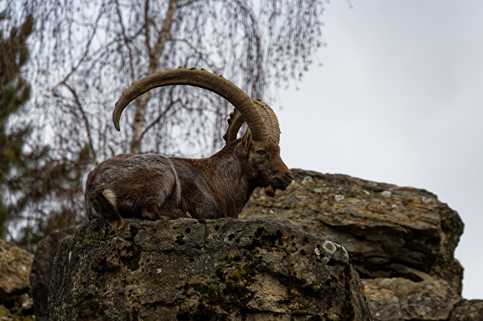 Alpensteinbock