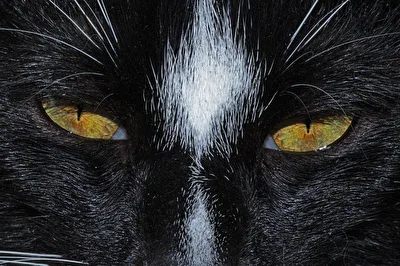 the eyes of the tiger