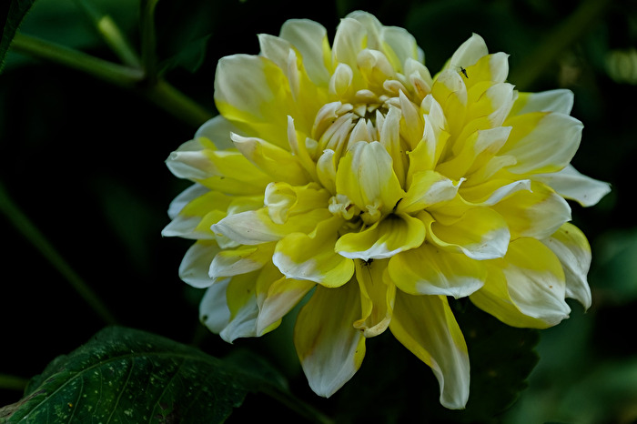Dahlie