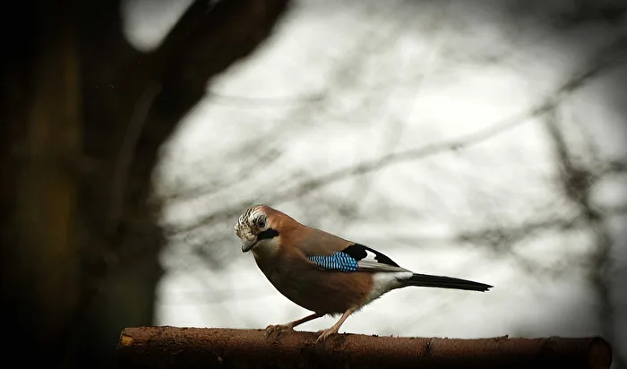 A jay searching for food