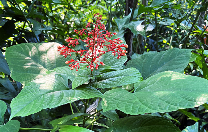 Pagodenblume (im Gondwanaland Zoo Leipzig)