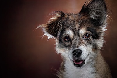 Ich bin ein kleiner Strolchi