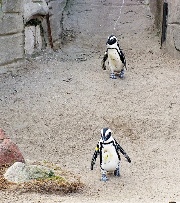 im Leipziger Zoo