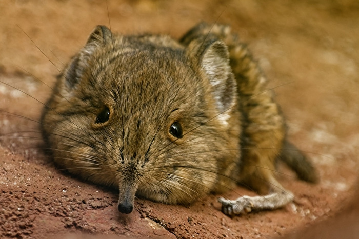 Kurzohr- Rüsselspringer