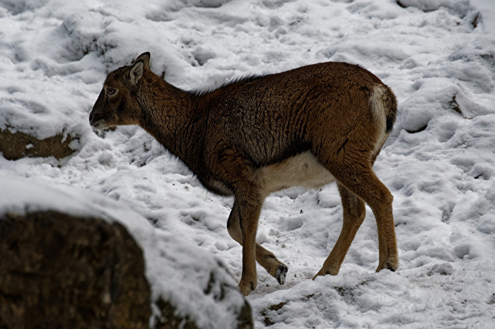 Mufflon