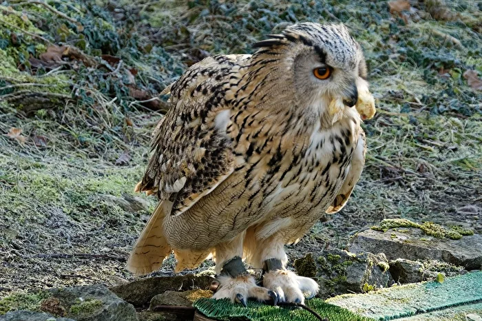 Eurasian Eagle-Owl