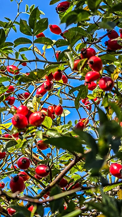 Rose hips