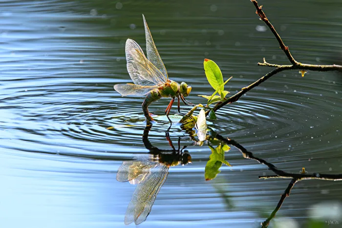 Mosaikjungfer