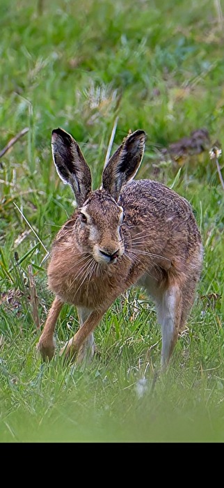Hase "Meister Lampe"