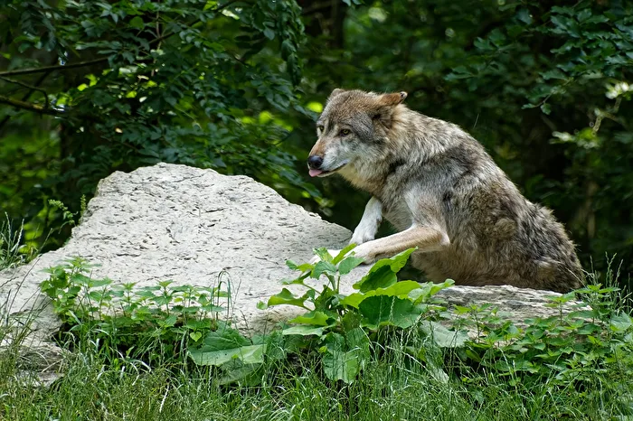 Timbwerwolf