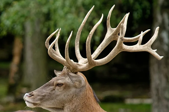 Red Deer
