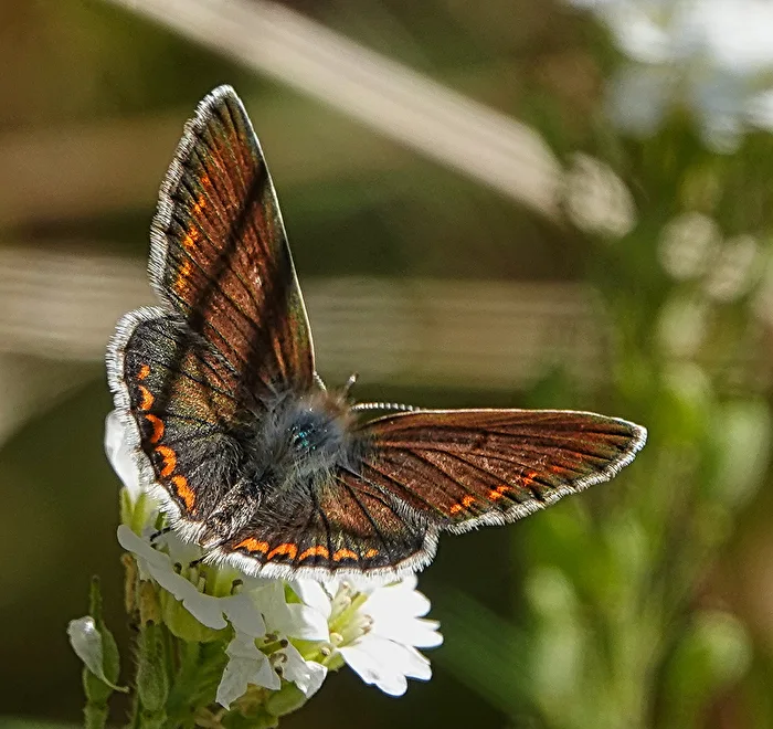 Hauhechel Blue