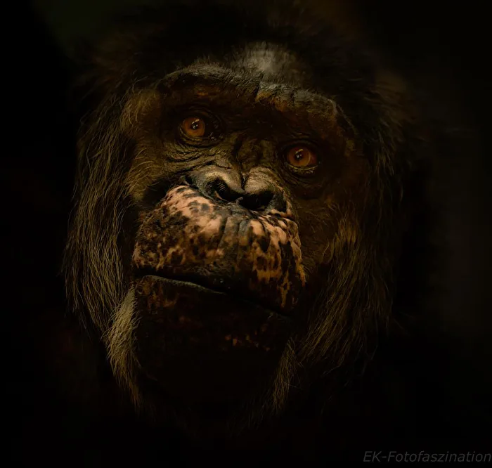 Schimpanse (Portrait)