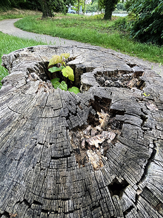 die Natur; Leben und Tot... 2