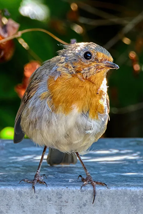 Petirrojo