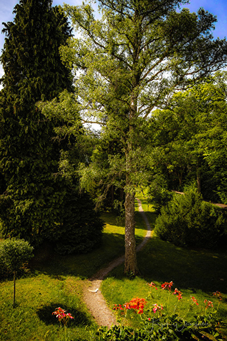 Der Weg im Grünen