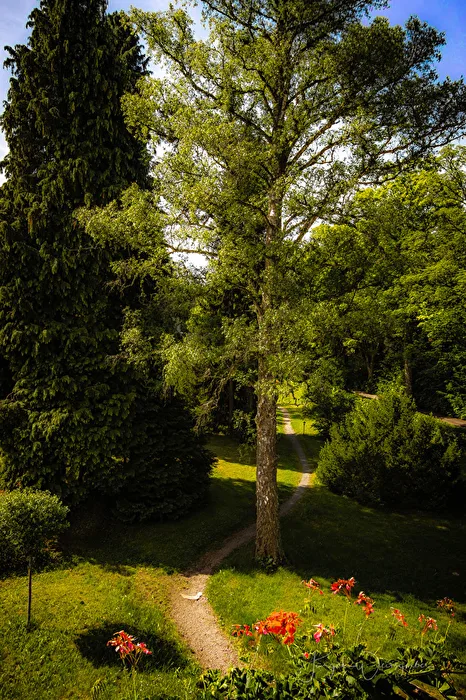 Der Weg im Grünen