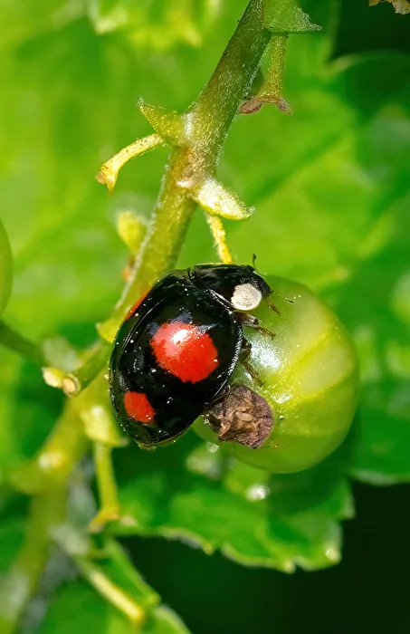 Leben im Garten